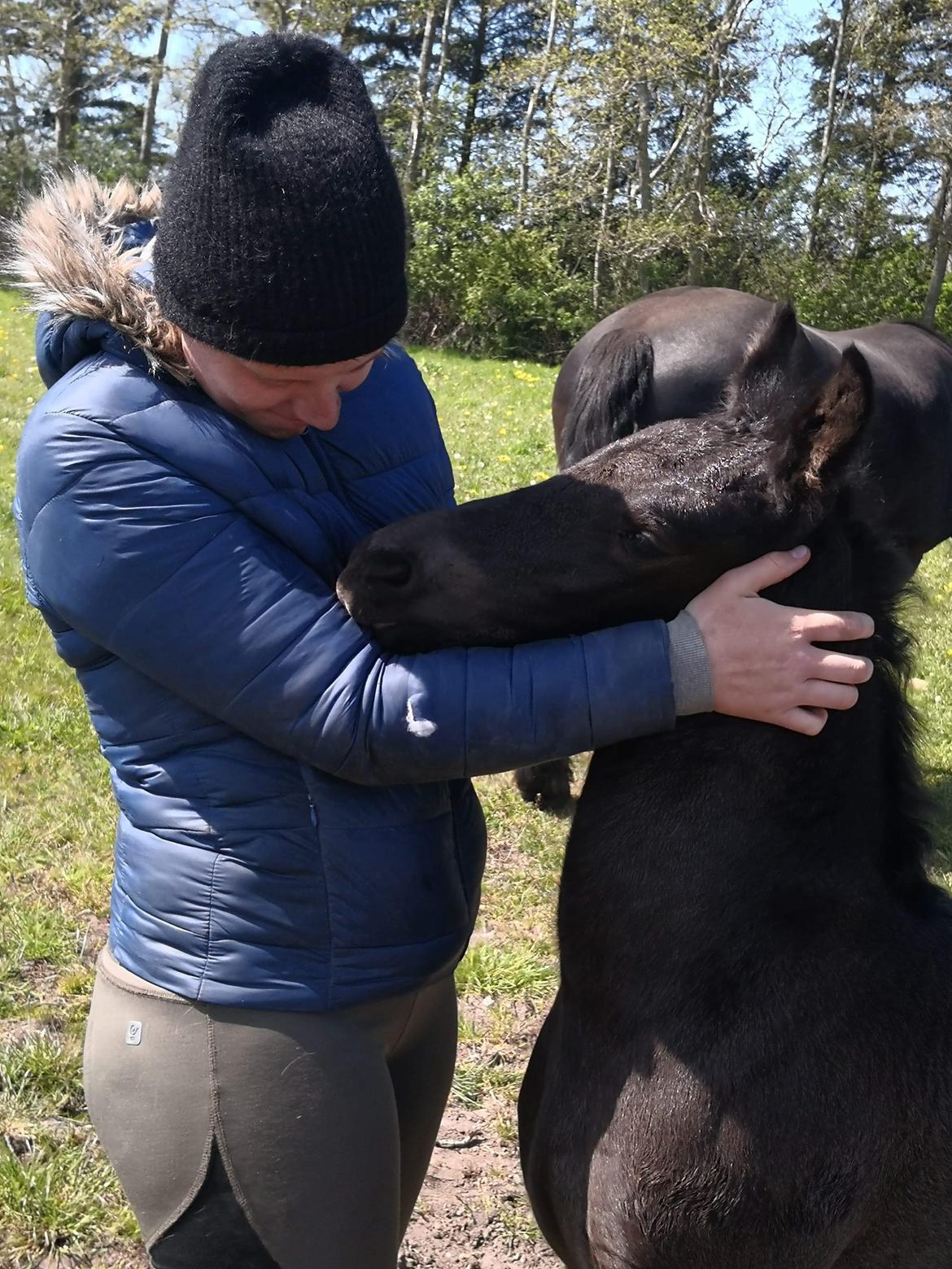 Barockpferd Grønvangs Lunara Ebony [Solgt] billede 18
