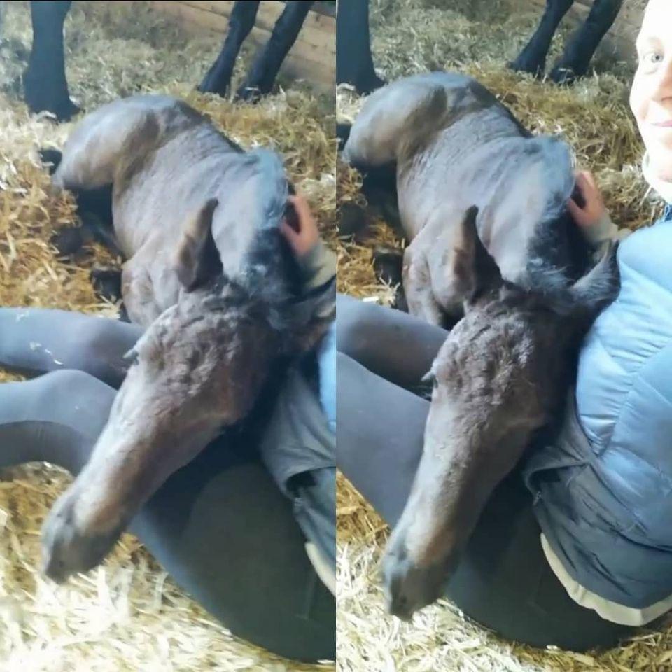 Barockpferd Grønvangs Lunara Ebony [Solgt] billede 17