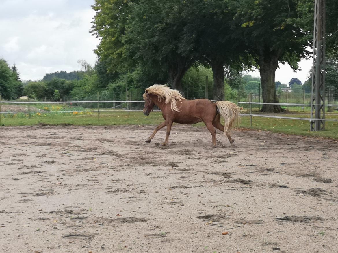 Islænder Náttsól Ninja Nyx billede 19