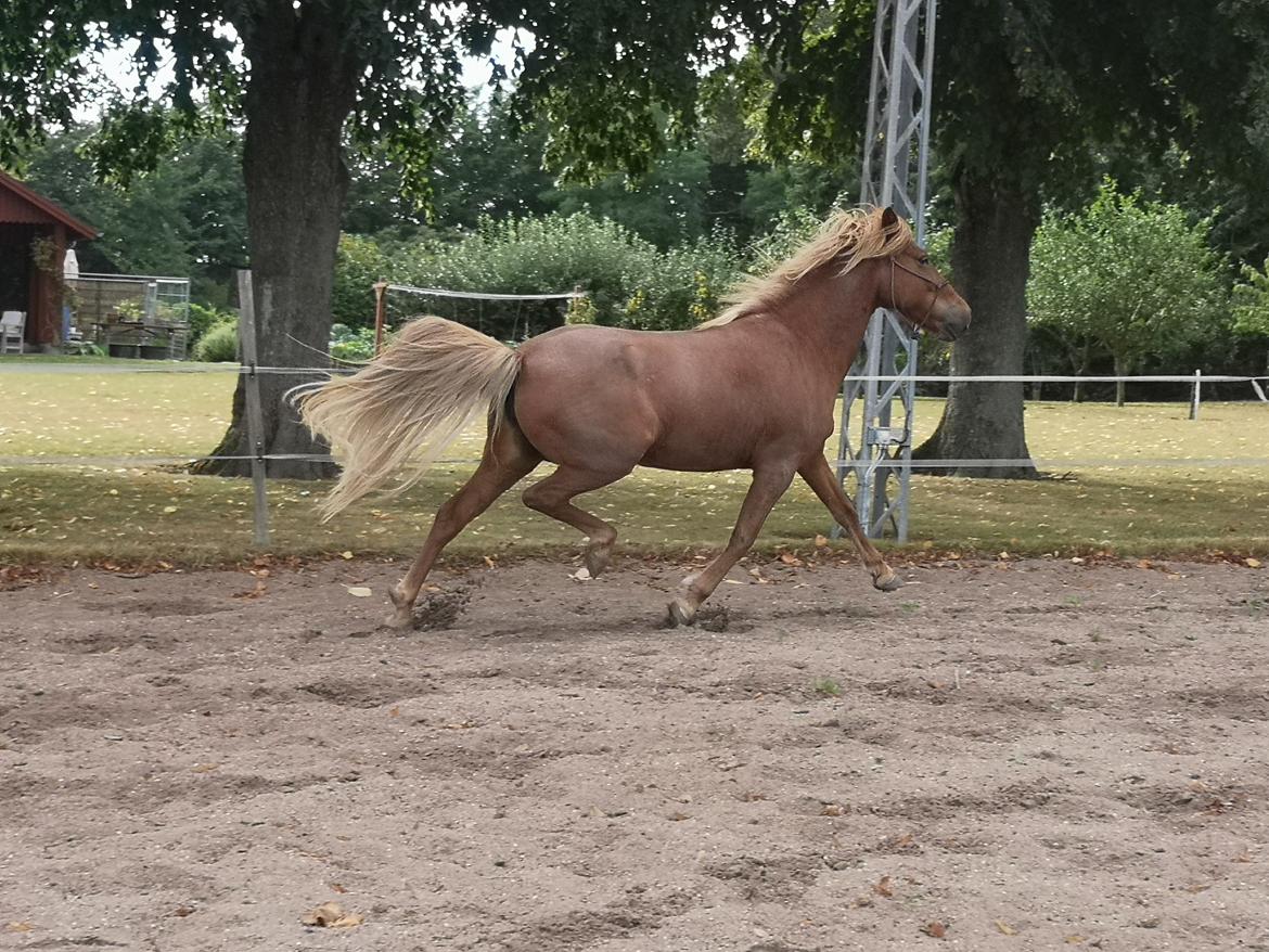 Islænder Náttsól Ninja Nyx billede 24