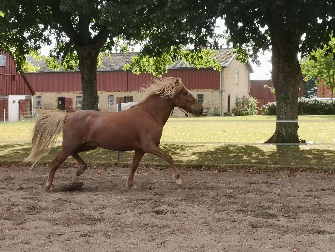 Islænder Náttsól Ninja Nyx billede 25