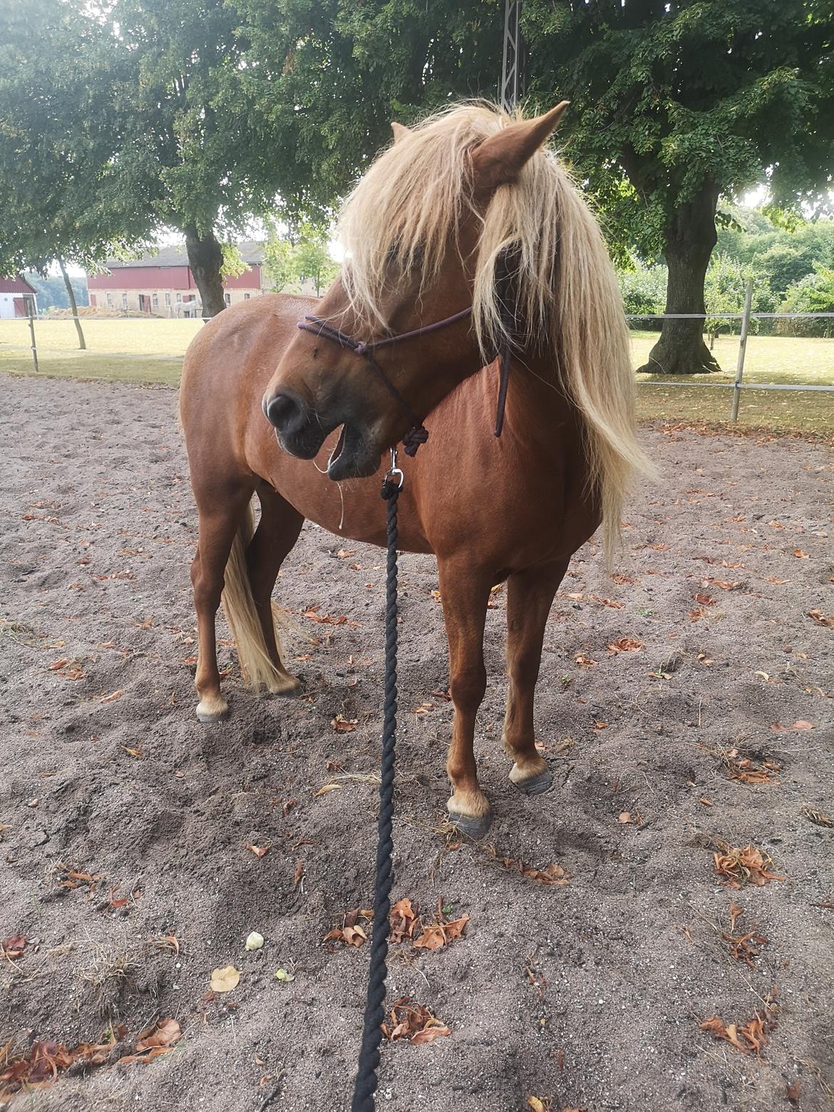 Islænder Náttsól Ninja Nyx billede 22