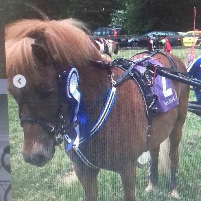 Islænder Grímséy fra Isfryd billede 2