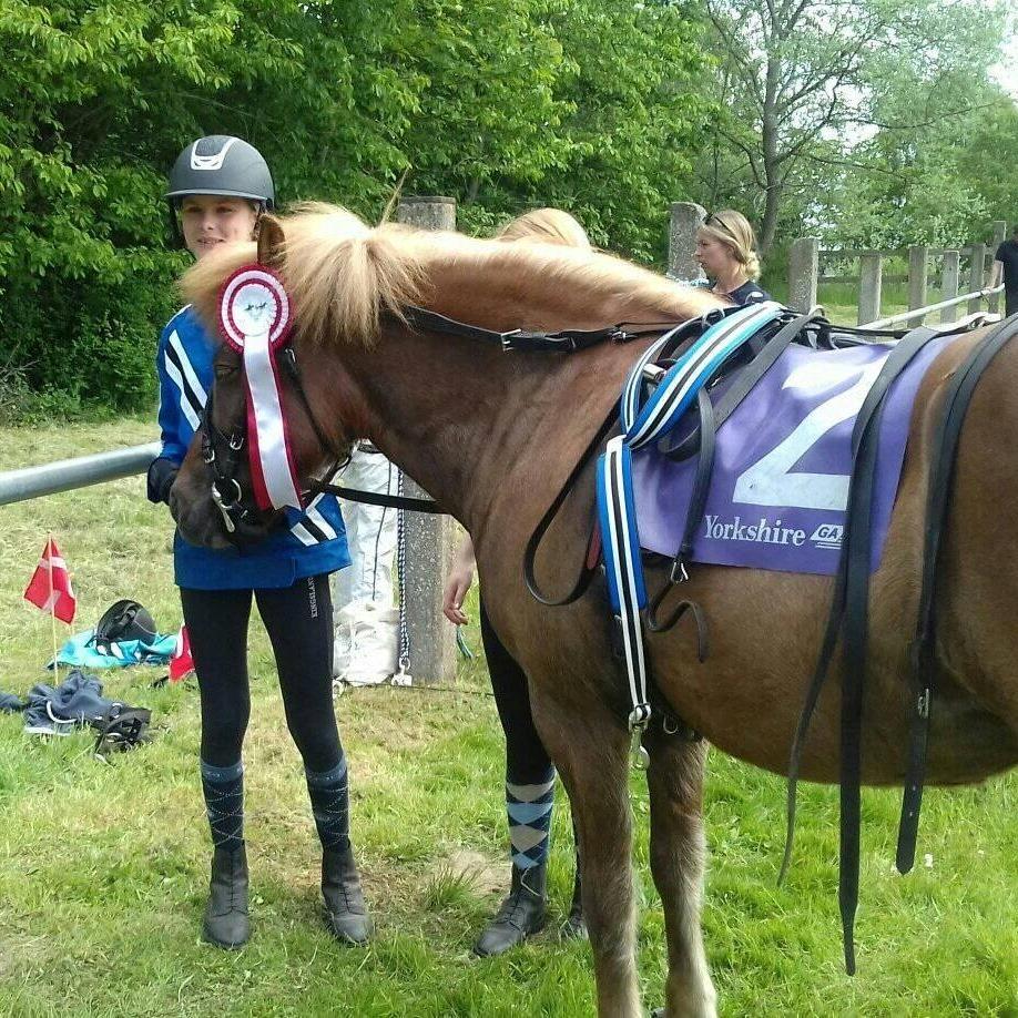 Islænder Grímséy fra Isfryd billede 3