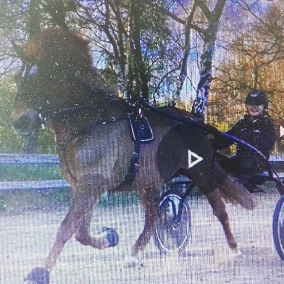 Islænder Grímséy fra Isfryd billede 4