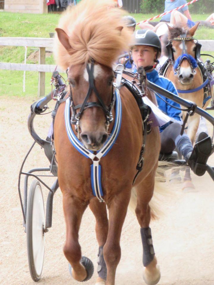 Islænder Grímséy fra Isfryd billede 5