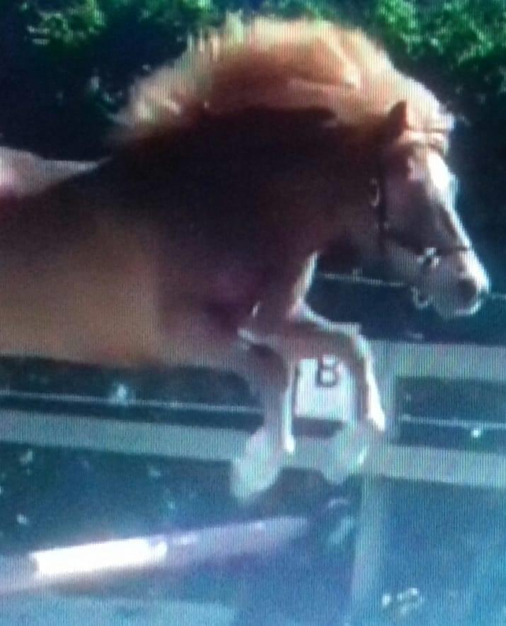 Islænder Grímséy fra Isfryd billede 6