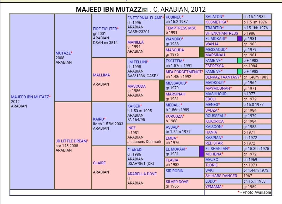 Arabisk fuldblod (OX) Majeed ibn Mutazz (Marley)  billede 2