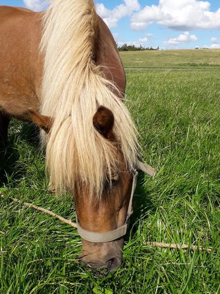 Shetlænder Hedegårdens Tikka billede 10
