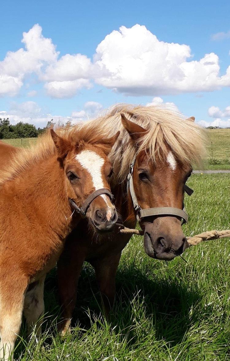 Shetlænder Hedegårdens Tikka billede 11