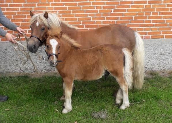 Shetlænder Hedegårdens Tikka billede 12