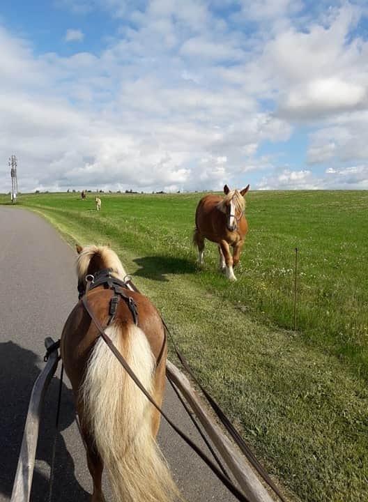 Shetlænder Hedegårdens Tikka billede 13