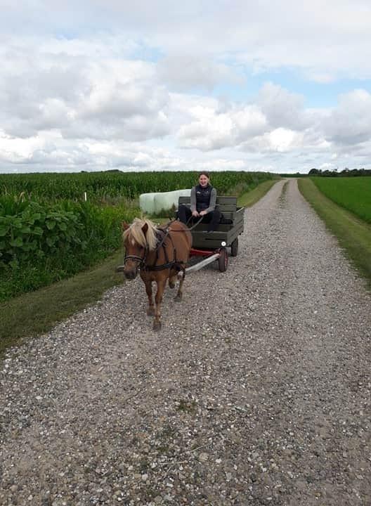 Shetlænder Hedegårdens Tikka billede 14