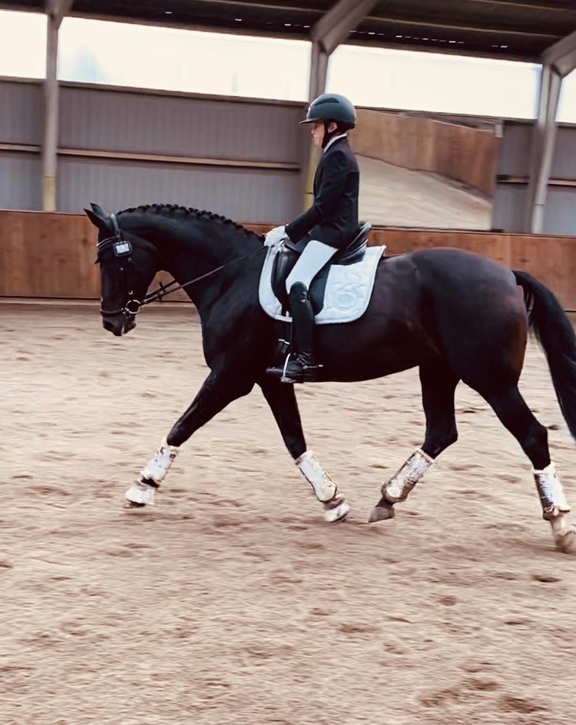 Dansk Varmblod Madel juan billede 13