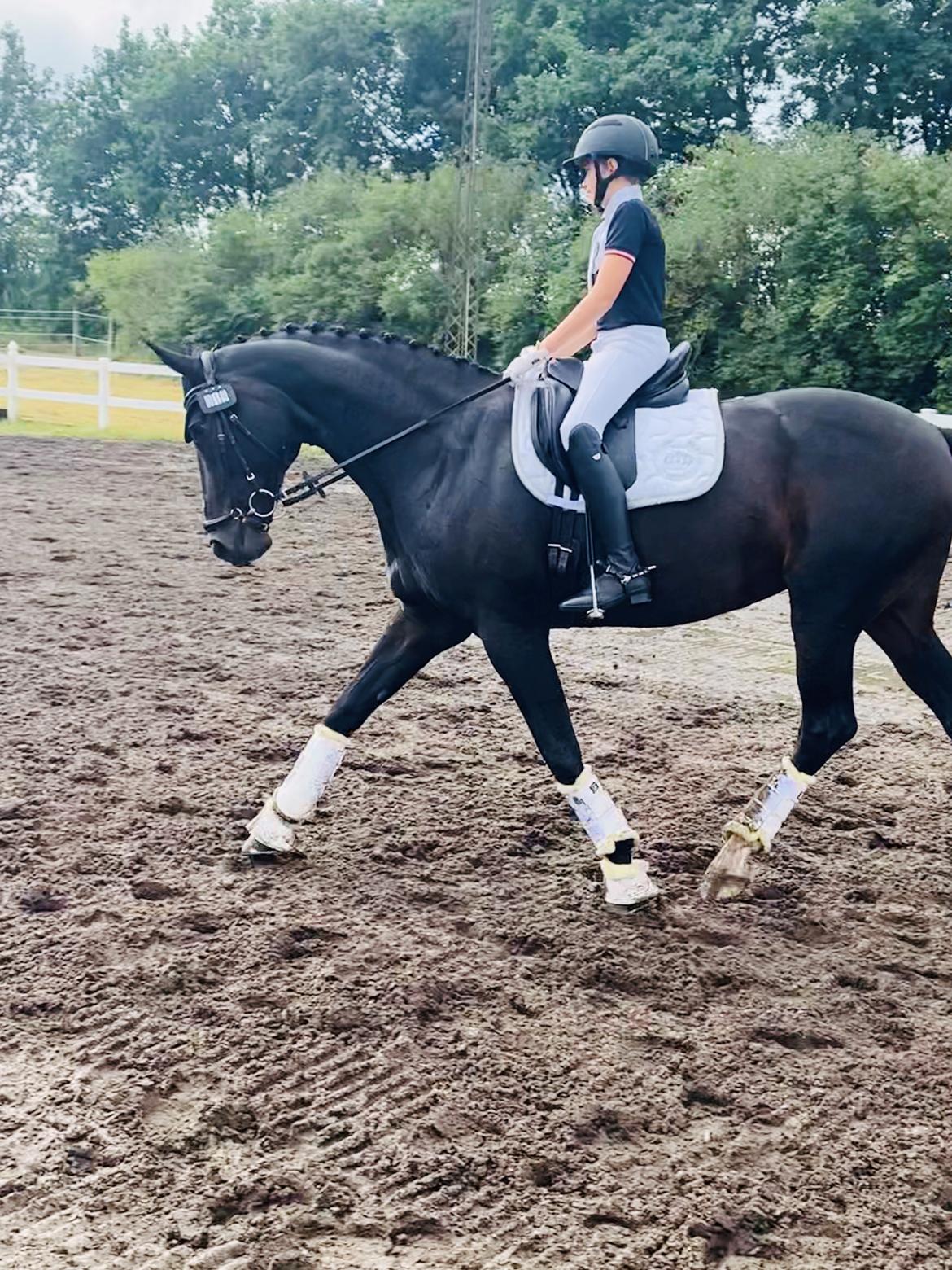 Dansk Varmblod Madel juan billede 14