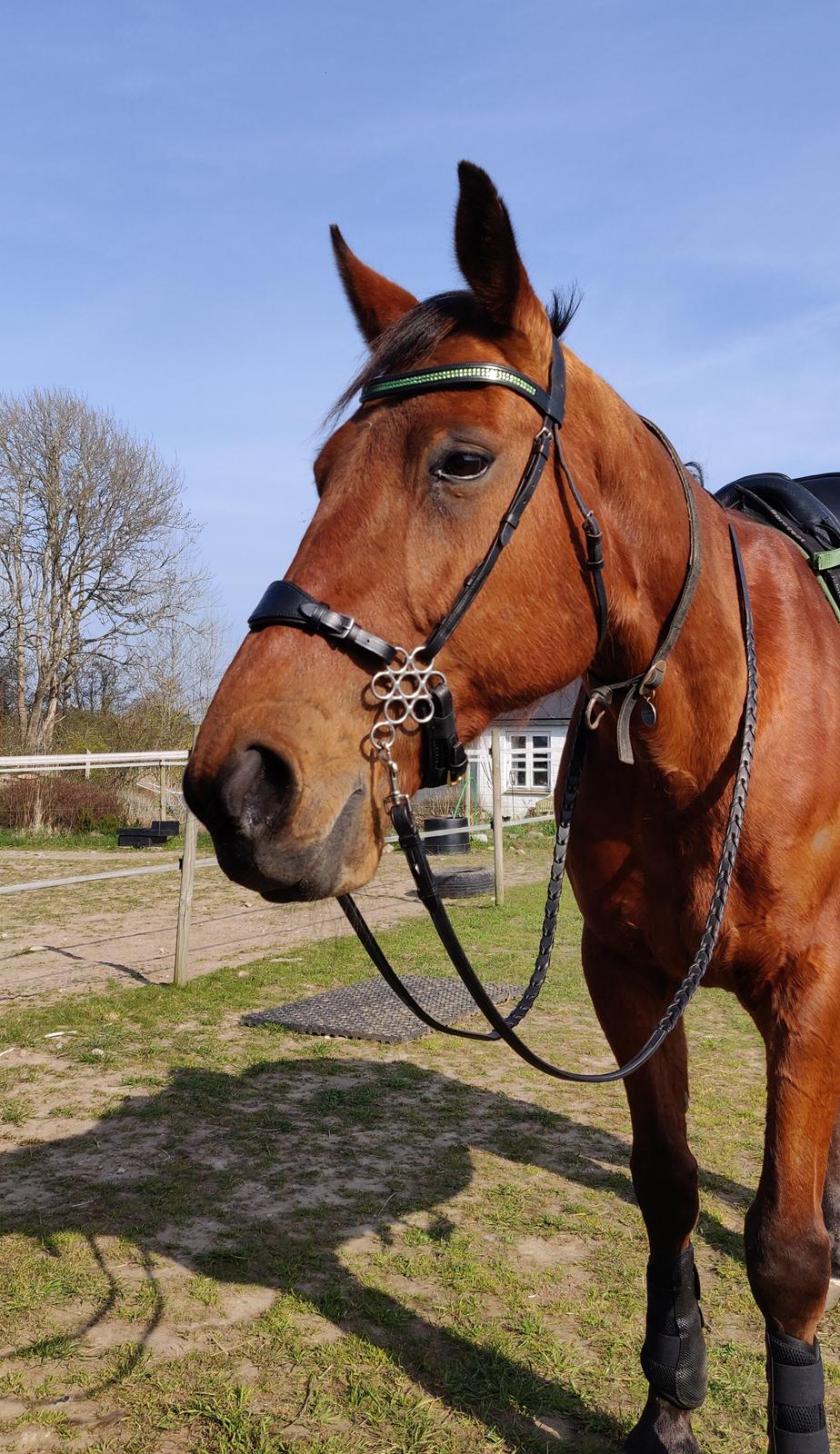 Traver Fantastic Ås aka Hugo *død* billede 12