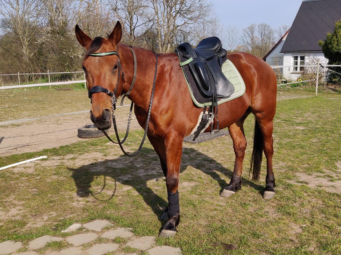 Traver Fantastic Ås aka Hugo *død* billede 16