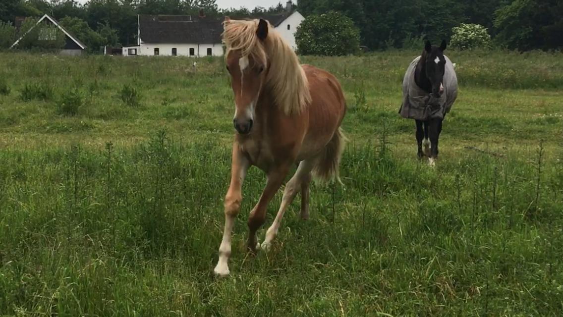 Anden særlig race Scooby Doo billede 6