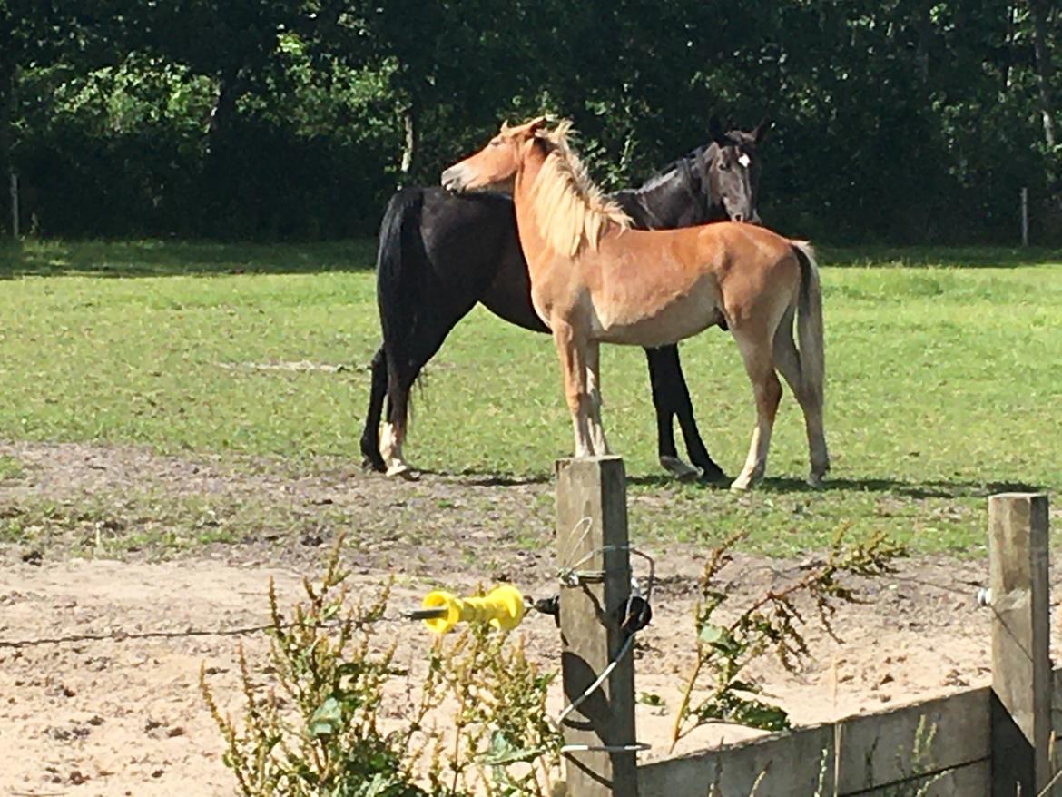 Anden særlig race Starlight - Scooby og star nusser på folden billede 3