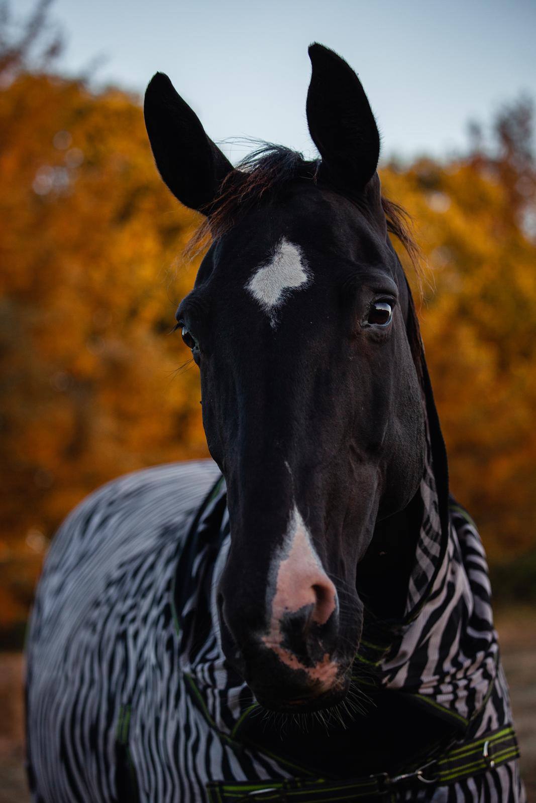 Anden særlig race Starlight billede 4