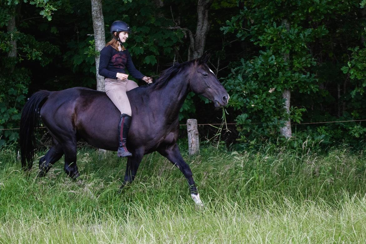 Anden særlig race Starlight billede 5