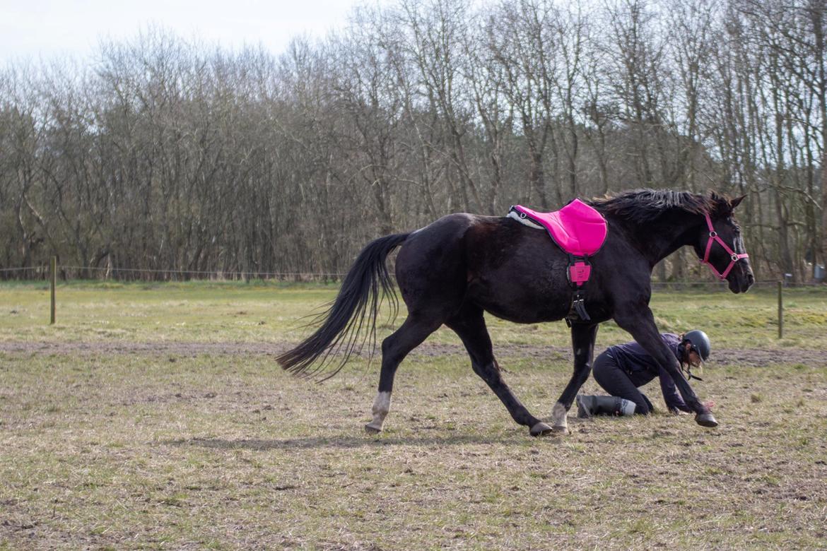 Anden særlig race Starlight - Ligger på jorden billede 9