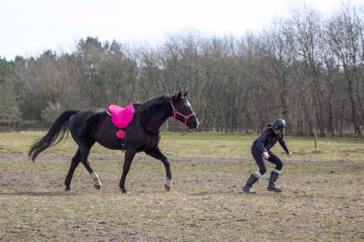 Anden særlig race Starlight - Løber ved siden af Star billede 7
