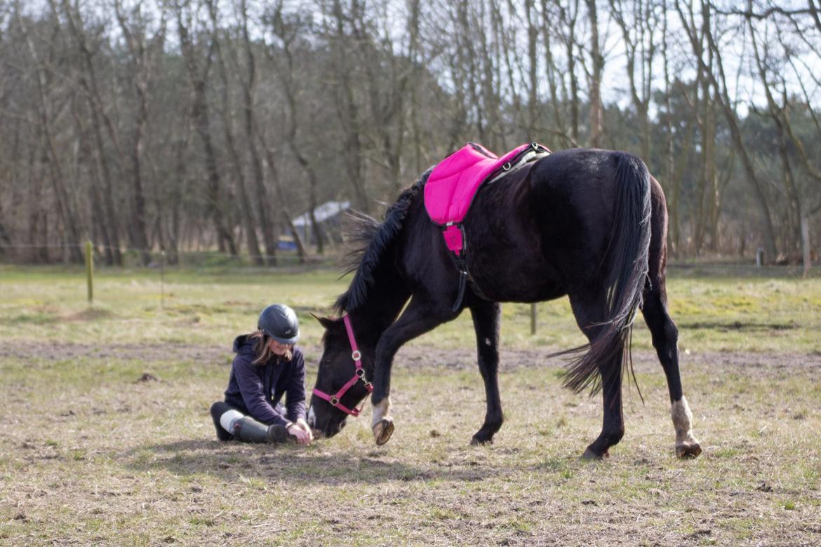 Anden særlig race Starlight - Star tjekker om jeg er ok billede 10
