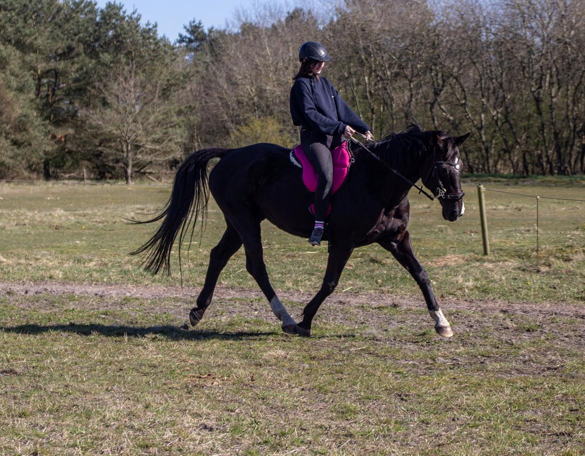 Anden særlig race Starlight - Bidløs dressur billede 11