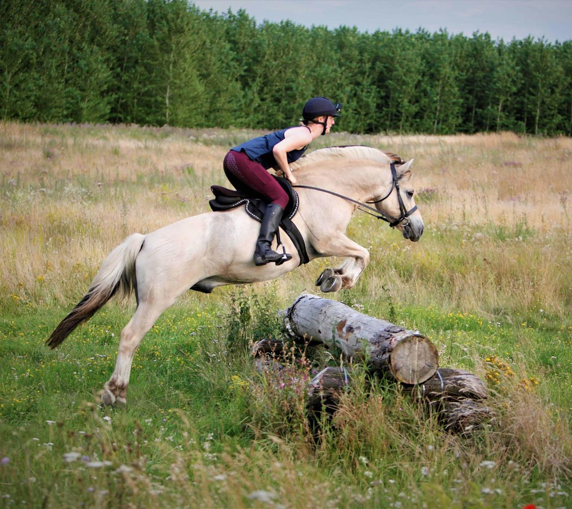 Fjordhest Højgaards Findus - Sommeren 2020 (foto af HorseDenmark) billede 10