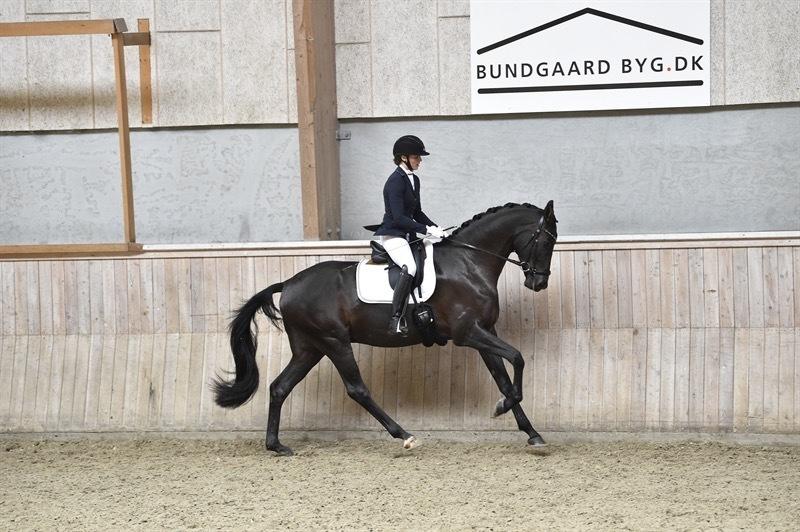 Dansk Varmblod Sandbæk's - Fyrst Allegro - 4 års championat Vilhelmsborg august 2020 billede 1