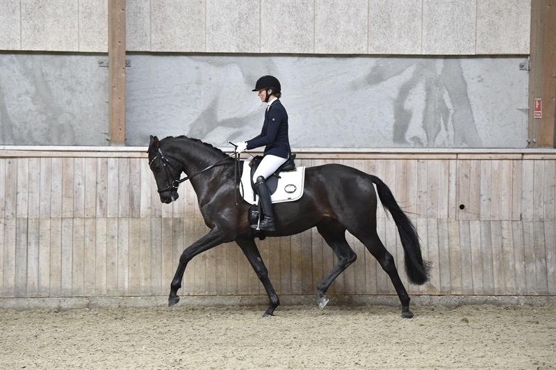 Dansk Varmblod Sandbæk's - Fyrst Allegro billede 2