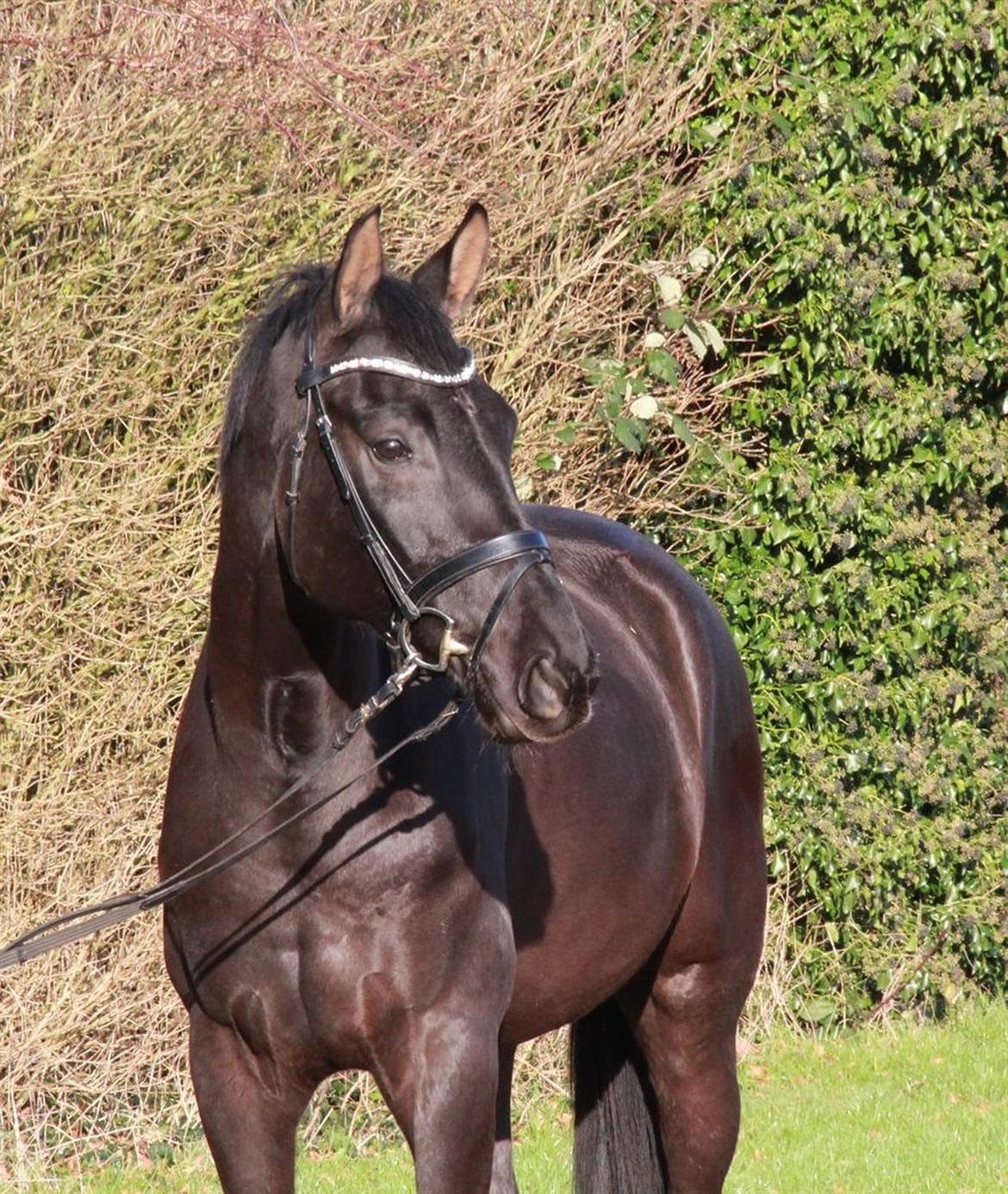 Dansk Varmblod Sandbæk's - Fyrst Allegro billede 3
