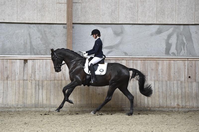 Dansk Varmblod Sandbæk's - Fyrst Allegro billede 4