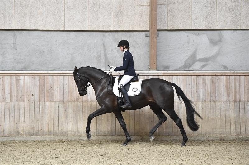 Dansk Varmblod Sandbæk's - Fyrst Allegro billede 5