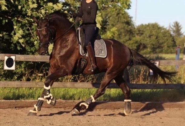 Dansk Varmblod Sandbæk's - Fyrst Allegro billede 6