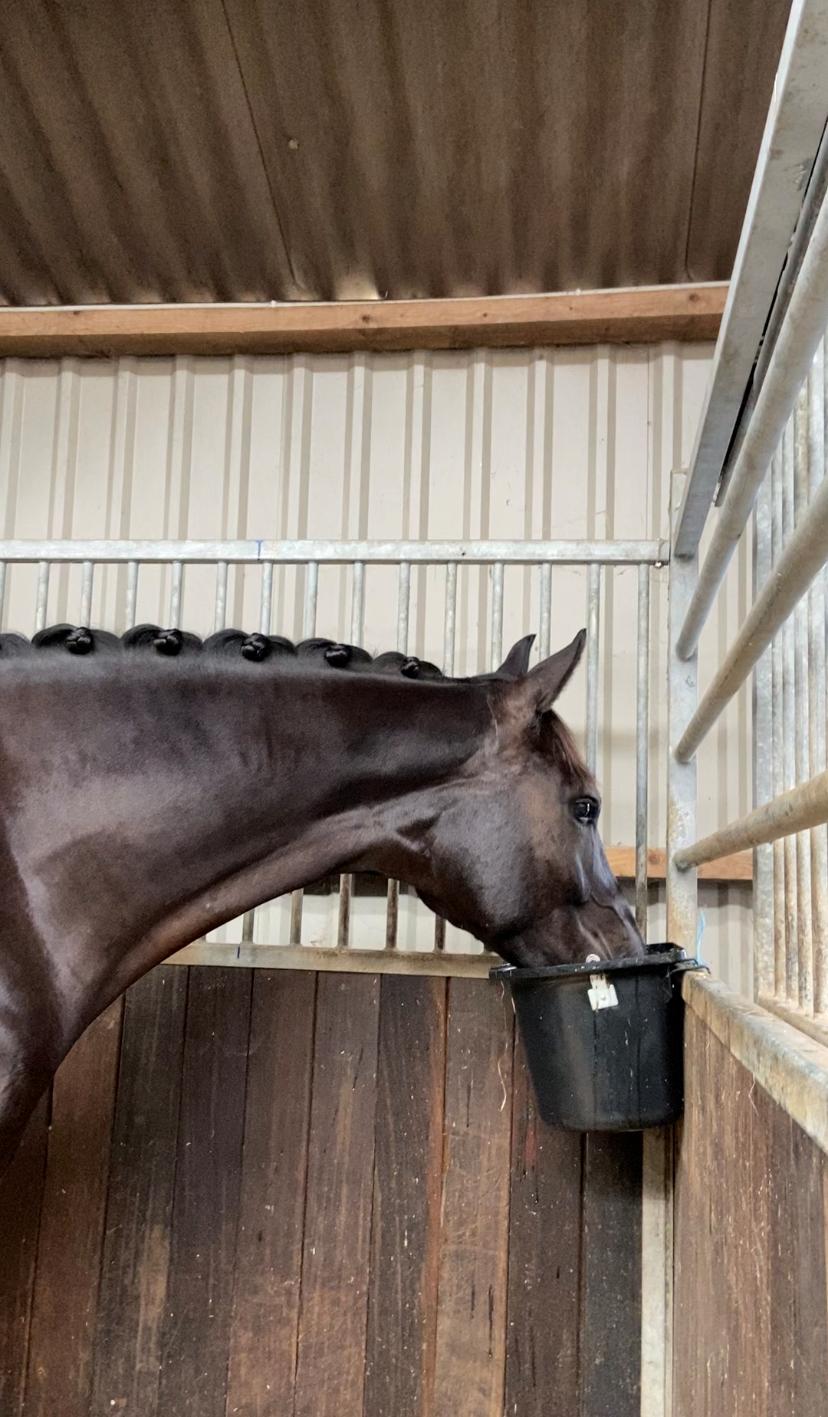 Dansk Varmblod Sandbæk's - Fyrst Allegro billede 7