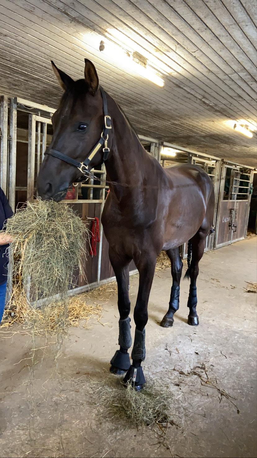 Dansk Varmblod Sandbæk's - Fyrst Allegro billede 8