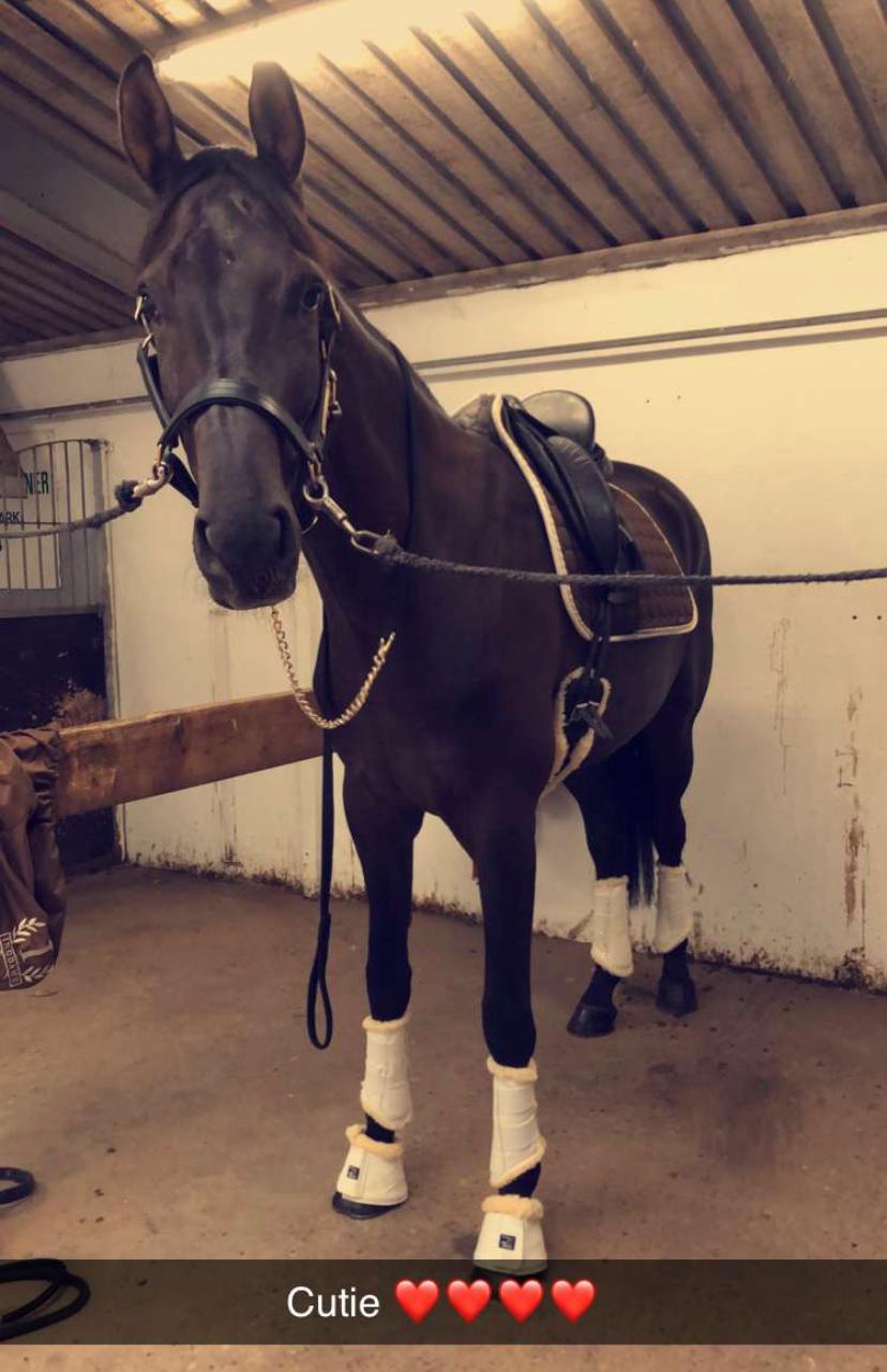 Dansk Varmblod Sandbæk's - Fyrst Allegro - Første træning udenbys billede 9