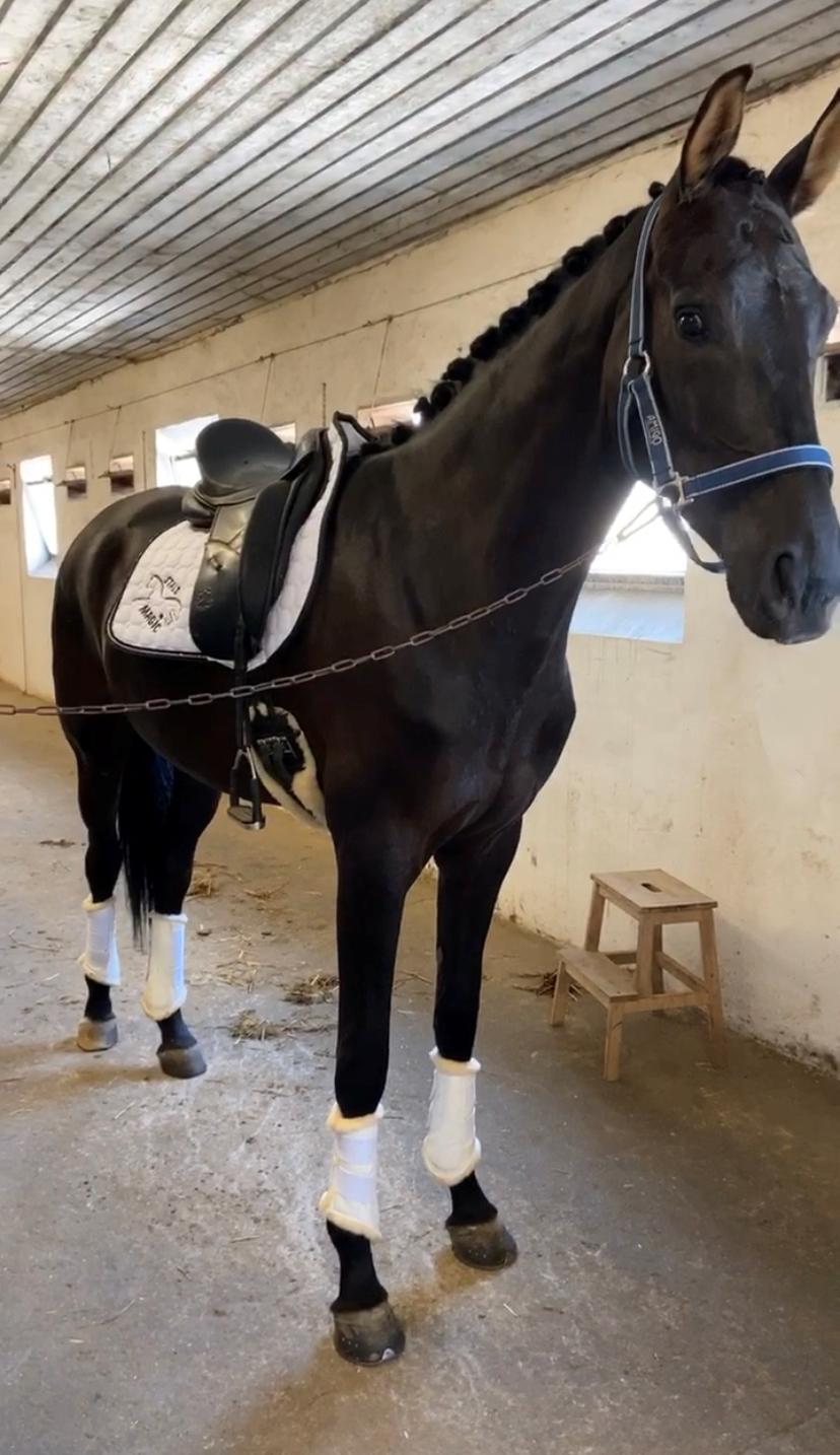 Dansk Varmblod Sandbæk's - Fyrst Allegro billede 10