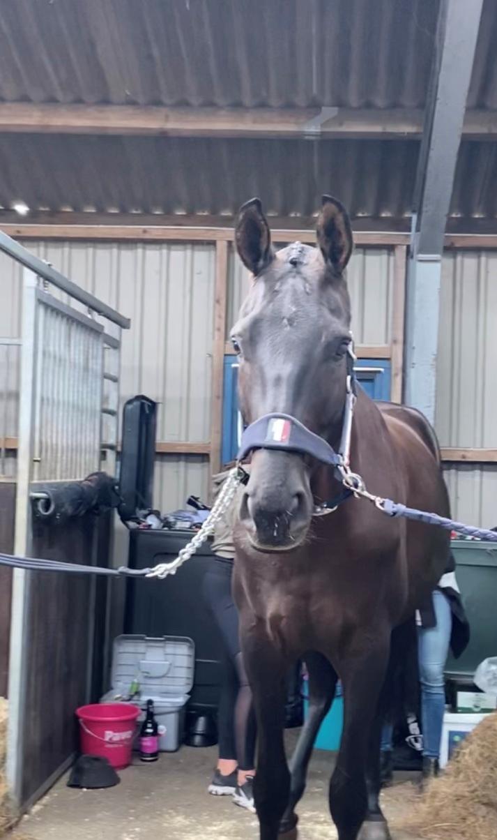 Dansk Varmblod Sandbæk's - Fyrst Allegro billede 11