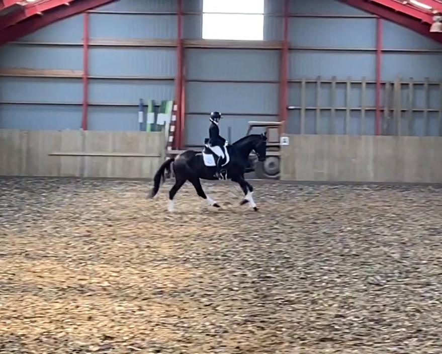 Dansk Varmblod Sandbæk's - Fyrst Allegro - Første stævne billede 12