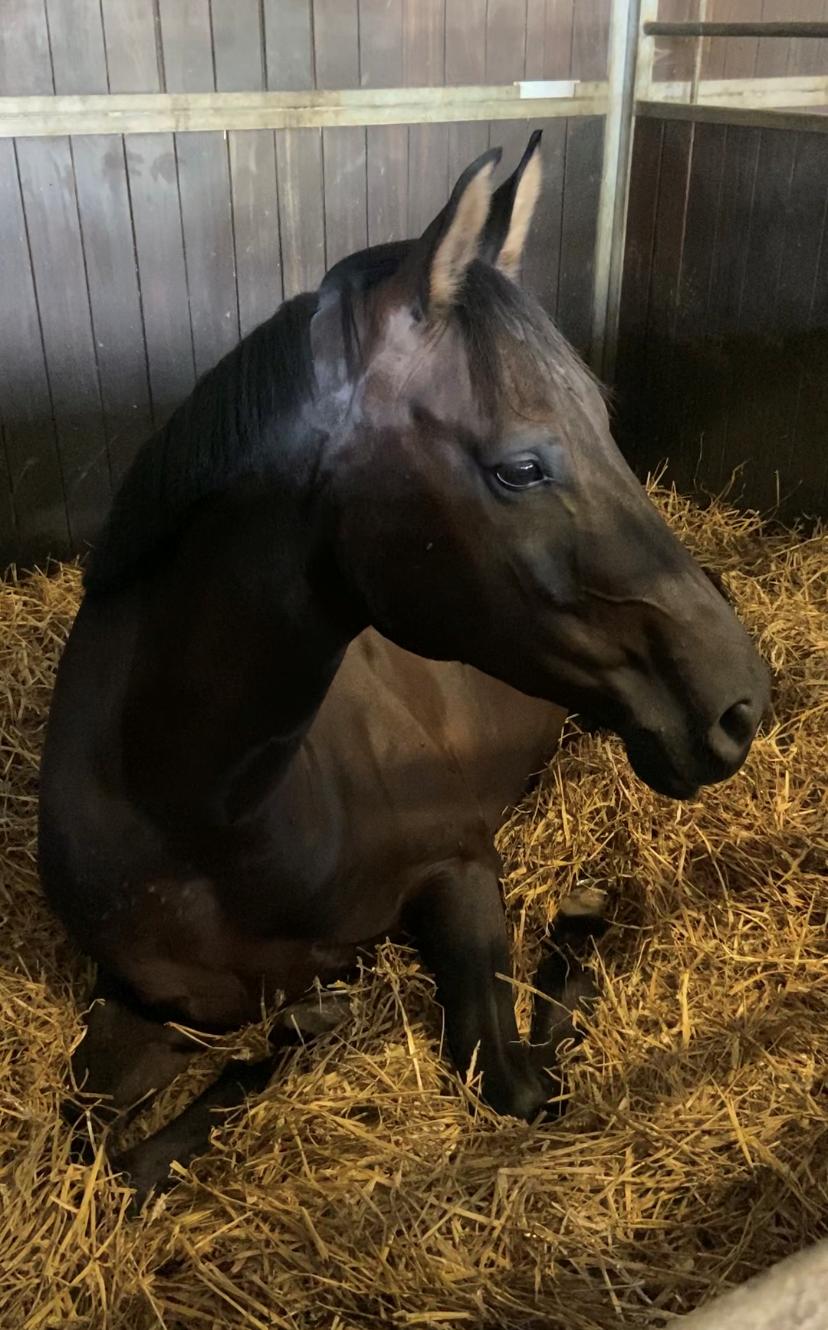 Dansk Varmblod Sandbæk's - Fyrst Allegro billede 13