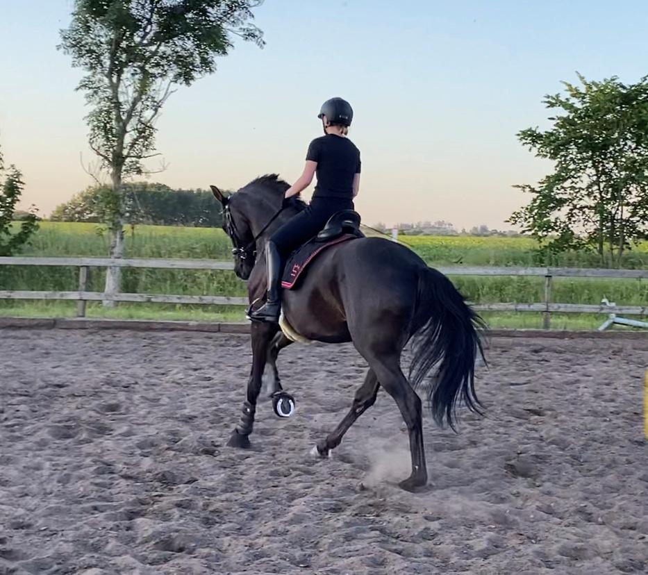 Dansk Varmblod Sandbæk's - Fyrst Allegro billede 14