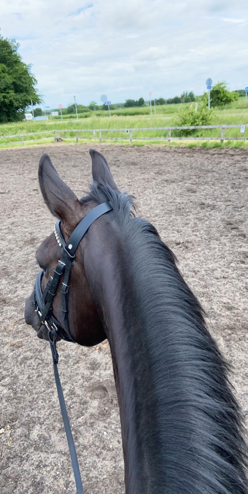 Dansk Varmblod Sandbæk's - Fyrst Allegro billede 15