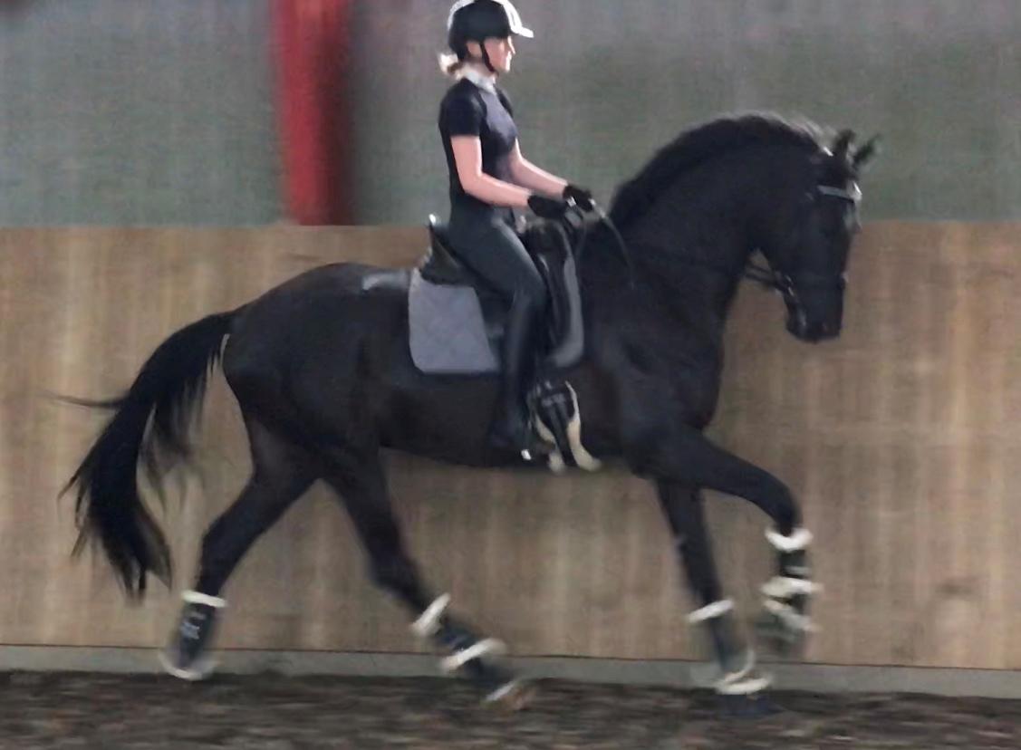 Dansk Varmblod Sandbæk's - Fyrst Allegro billede 16