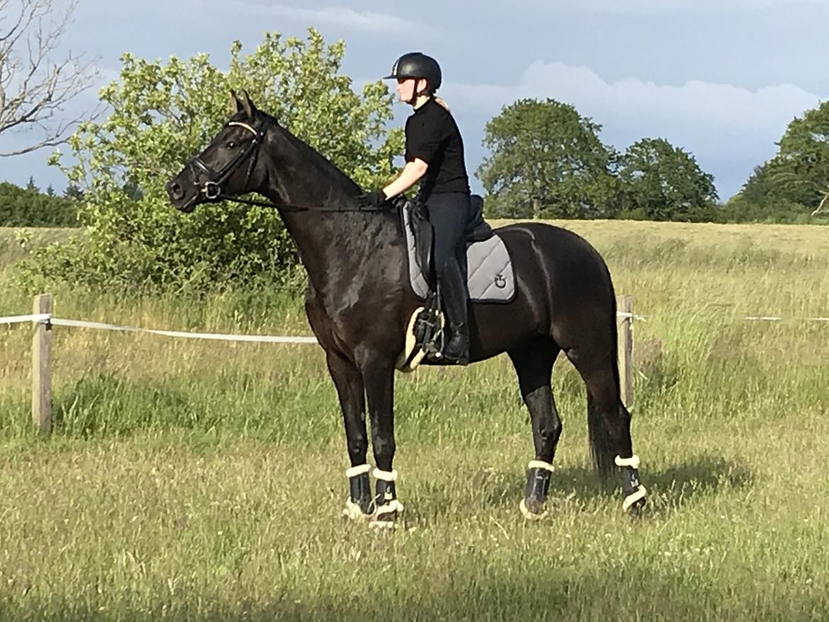 Dansk Varmblod Sandbæk's - Fyrst Allegro billede 17