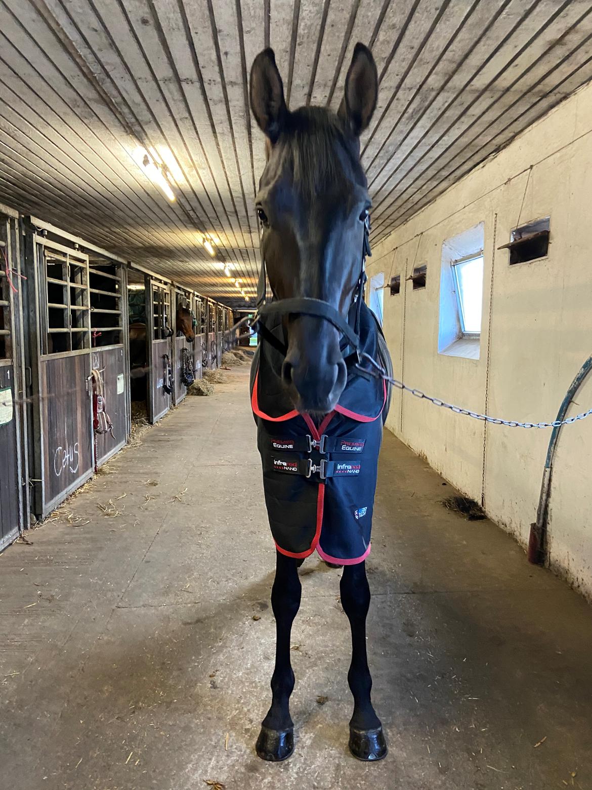 Dansk Varmblod Sandbæk's - Fyrst Allegro billede 18