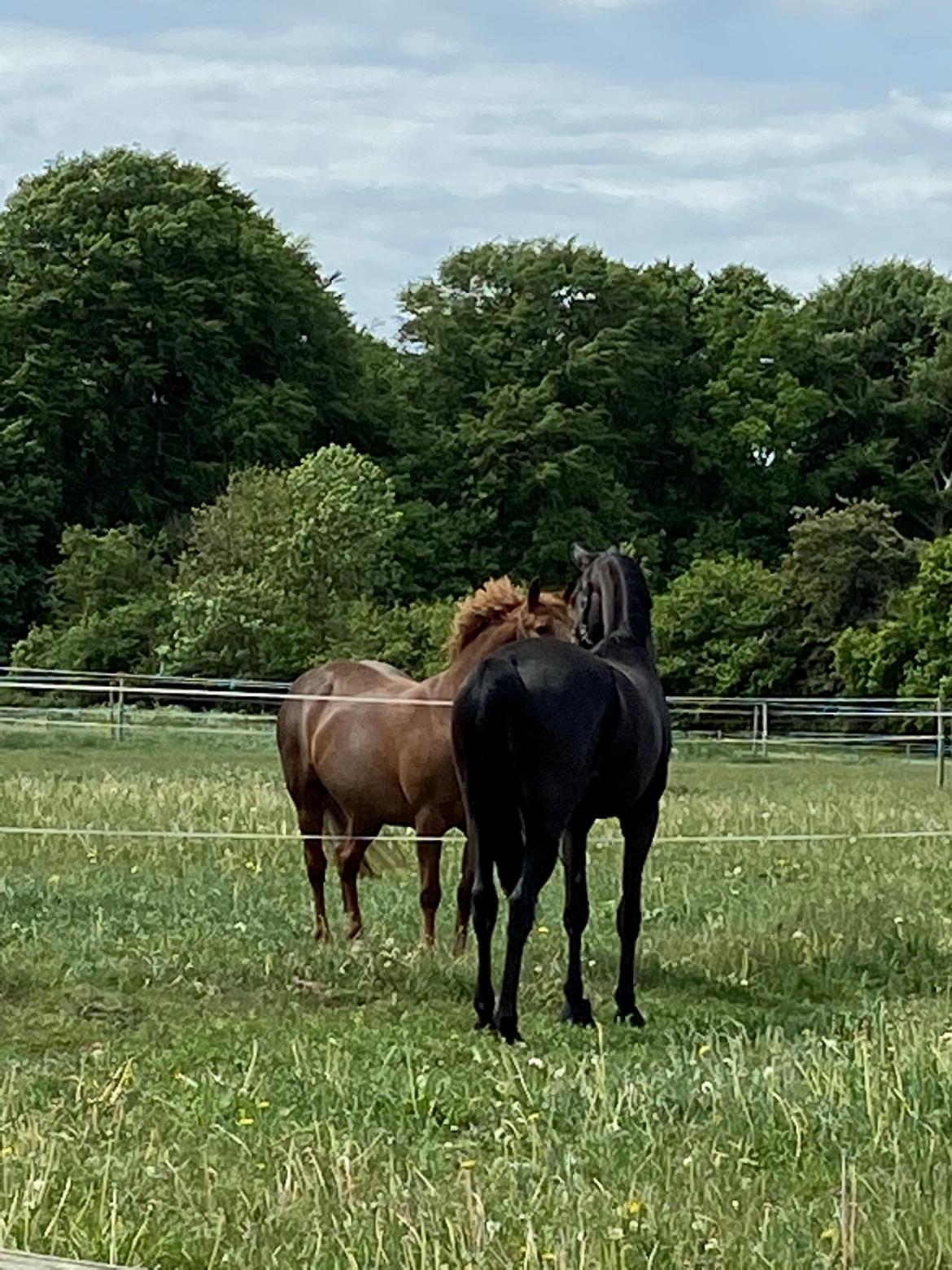 Dansk Varmblod Sandbæk's - Fyrst Allegro billede 20