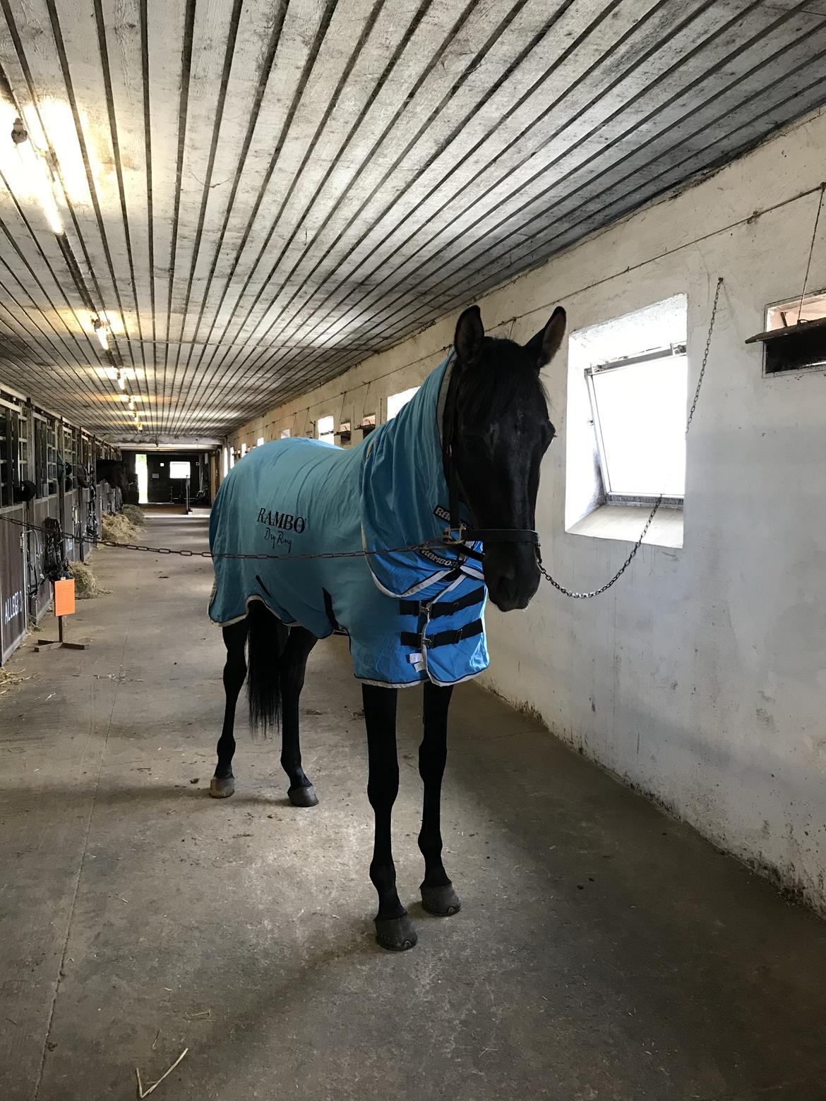 Dansk Varmblod Sandbæk's - Fyrst Allegro billede 19